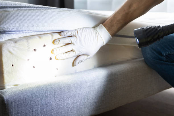 Best Flea Control Services  in Shoreacres, TX