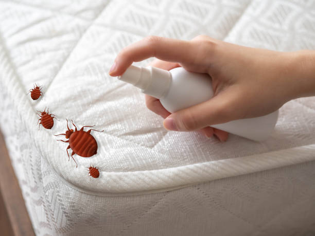 Best Wasp Removal Services  in Shoreacres, TX