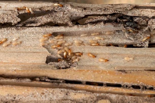 Best Affordable Pest Control Services  in Shoreacres, TX