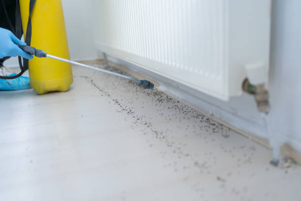 Best Bed Bug Extermination  in Shoreacres, TX